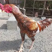 خروس لاری یک