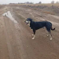 4 ساله پژدر یکم پاش لنگ داره برا توله کشی الی هستش