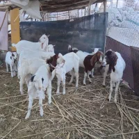 بز دورگ خالص همه جور