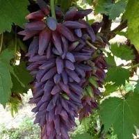 توزیع نهال انگور سوزنی وارداتی و کمیاب