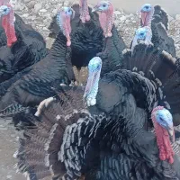 فروش بوقلمون برنز|حیوانات مزرعه|یاسوج, |دیوار