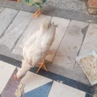 جوجه