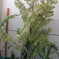 گل ها فروشی