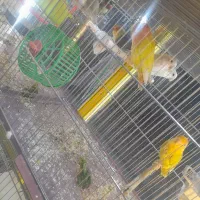 برزیلی|پرنده|خرمشهر, |دیوار