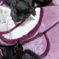 بچه گربه کوچولو
