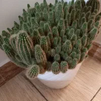 گل کاکتوس درجه ۱|گل و گیاه طبیعی|رباطکریم, رباطکریم|دیوار