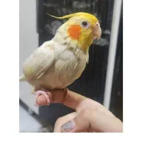 عروس هلندیم گمشده زیباشهر