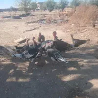 مرغ محلی بوقلمون|حیوانات مزرعه|گنبد کاووس, |دیوار