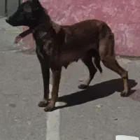 سگ مالینویز اصل|سگ|زاهدان, |دیوار