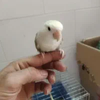 کوتوله نیمه دستی۶۰۰تومان