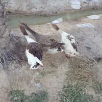 قاز|حیوانات مزرعه|شادگان, |دیوار