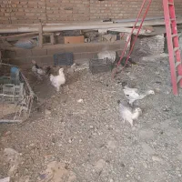 خروس جوجه|حیوانات مزرعه|نقده, |دیوار