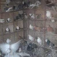 تعداد ۴۰جفت شازده وابلغ وسبز وهما|پرنده|مبارکه, |دیوار