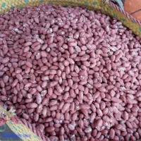 بادام زمینی امساله بسیار باکیفیت دو الکه|خوردنی و آشامیدنی|قم, جهان بینی|دیوار