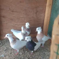 طوقی|پرنده|قشم, |دیوار