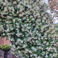 علفتراشی سمپاشی باغچه و نگهداری ویلاها|خدمات باغبانی و درختکاری|سلمان‌شهر, |دیوار