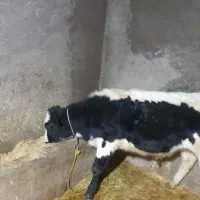 گاو گوساله فروشی|حیوانات مزرعه|قیدار, |دیوار