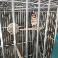 سلام یک جفت سهره رام به شرط|پرنده|قدس, شهرقدس|دیوار