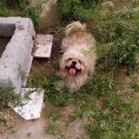 یک سگ باهوش و شیطون