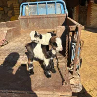 بزغاله ماده شیری