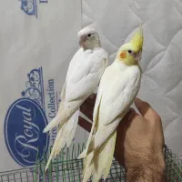 جوجه عروس هلندی خورموج