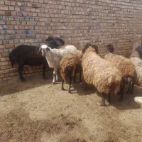 میش چاق برای کشتن وبره نر