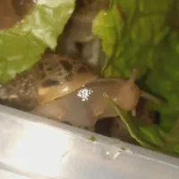 حلزون پرورشی