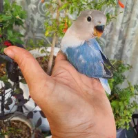 جوجه طوطی بریزیلی