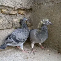 جوجه کفتر پرشی - آلمانی - ذات دار|پرنده|گلبهار, شهر جدید گلبهار|دیوار