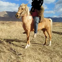 اسب
