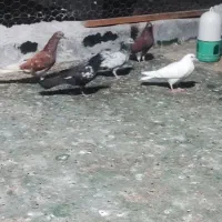 کفتر غریب گیری هر کسی می خواد توضیحات بخون|پرنده|بندرعباس, |دیوار