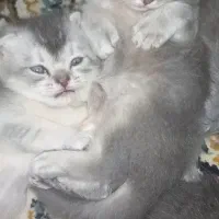 بچه‌گربه‌های نژادی بریتیش شورت‌هِیر آماده رزرو