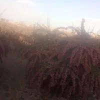اصلاً درخت زرشک