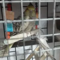 یک عدد عروس ماده اماده و قناری ماده اماده