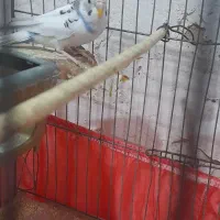 مرغ عشق مولد|پرنده|پاکدشت, خاتون آباد|دیوار