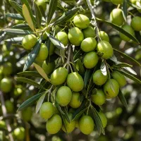 چشتواره ویژه زیتون|گل و گیاه طبیعی|رودبار, |دیوار