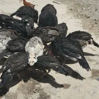 بوقلمون