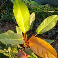 فیلودندرون پرتقالی