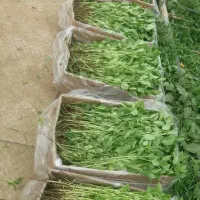 مدیریت تخصصی و مشاوره کشت ریحان گلخانه‌ای|خدمات باغبانی و درختکاری|مشهد, آزادشهر|دیوار