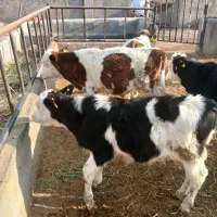 سیمنتال و دورگه سرابی ۱۰۰ الی ۱۱۰ کیلو ۳۱ عدد