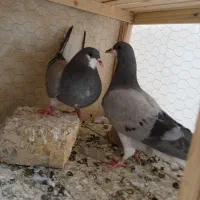 کفتر دمگیر چند جفت و قفس کامل