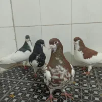 فروش دسته ی رنگی