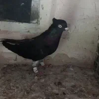 زاغ دمسفید ماده چشم و نوک صدف