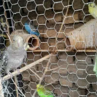 سرگرمی حیوانات  پرنده|پرنده|گرگان, |دیوار