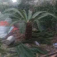 سیکاس چن ساله با ریشه