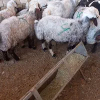 بره چاق مخصوص قربانی