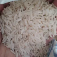 برنج شیرودی