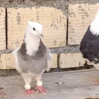 طوقی ماده  الماسی در شادگان