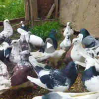 کفتر ابلق سبز هما و سرور و ابلق سرخ پوستی