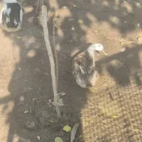 اردک و مرغ|حیوانات مزرعه|تهران, والفجر (افسریه)|دیوار